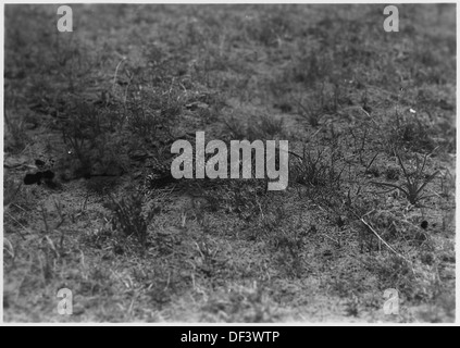 Brachvogel und Nest mit 4 Eiern. Valentine NWR, Nebraska 283854 Stockfoto