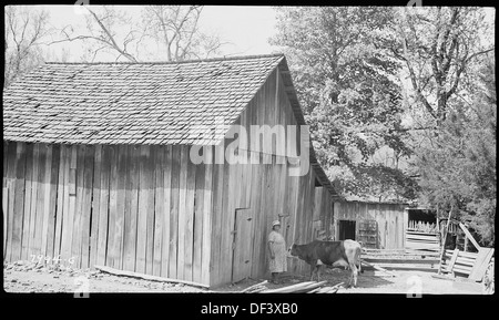 Davis, Tilman, Frau und Kuh vor der Scheune 280926 Stockfoto