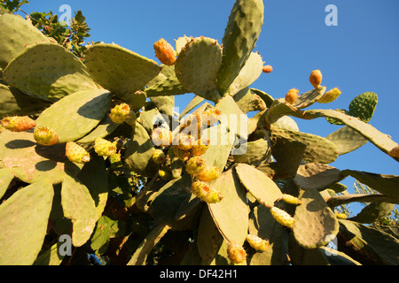 Eine Stachelige Birne Kaktus Pflanze (Opuntia Humifusa). Stockfoto