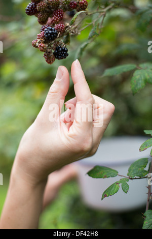 Nahaufnahme von Frauenhand Brombeeren pflücken Stockfoto