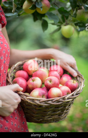 Frau mit Korb Äpfel im Obstgarten Stockfoto