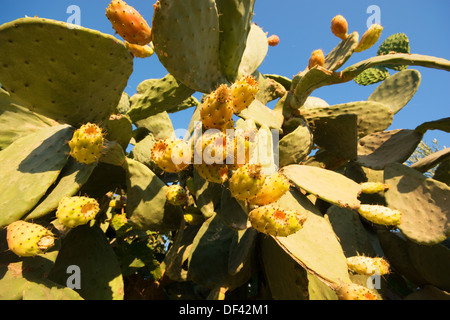 Eine Stachelige Birne Kaktus Pflanze (Opuntia Humifusa). Stockfoto