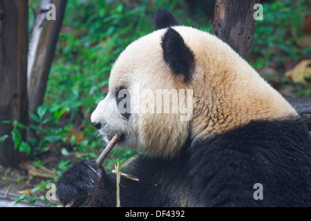 Giant Panda Essen Bambussprossen an seine Leichtigkeit Stockfoto