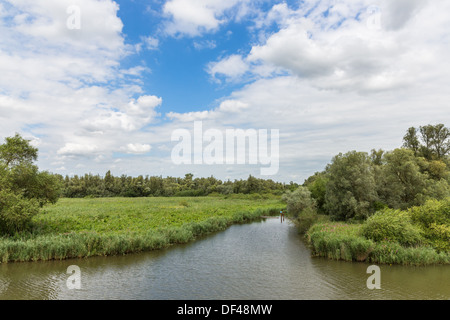 Sumpf des Nationalparks "De Biesbosch" in den Niederlanden Stockfoto