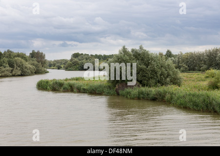 Sumpf des Nationalparks "De Biesbosch" in den Niederlanden Stockfoto