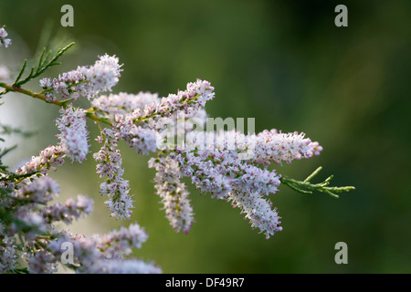 Tamariske; Tamarix; in Blüte; Cornwall; UK Stockfoto