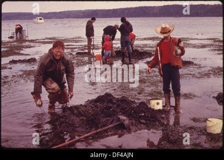 GEODUCK MUSCHEL GRABEN AUF DOSEWALLIPS TIDE WOHNUNGEN AUF DEN HOOD CANAL BEI BRINNON. DIE GRÖßTE HARDSHELL MUSCHELN GEFUNDEN WERDEN... 552305 Stockfoto