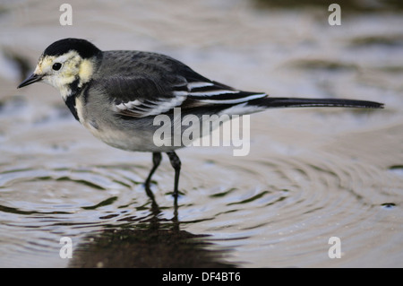 Ein Trauerschnäpper Bachstelze Paddeln im Wasser auf Nahrungssuche UK Stockfoto