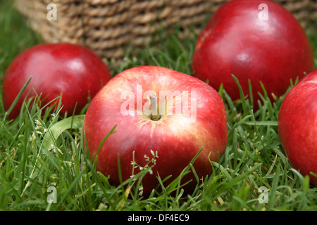 Rot glänzende Entdeckung Äpfel frisch geernteten Stockfoto