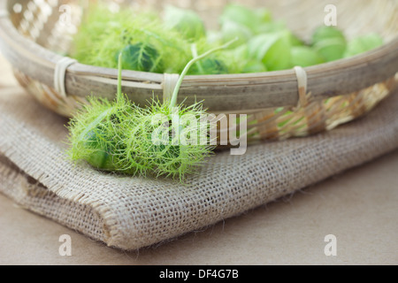 Passiflora Foetida auf Sackleinen Stockfoto