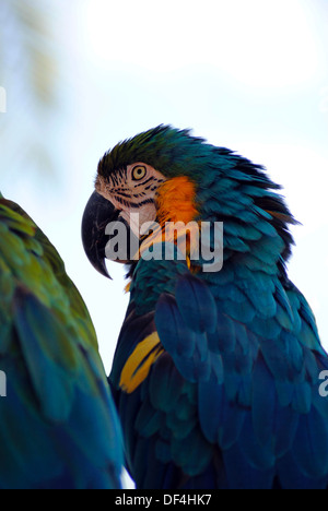 Blau-gelbe Ara lateinische Name Ara ararauna Stockfoto