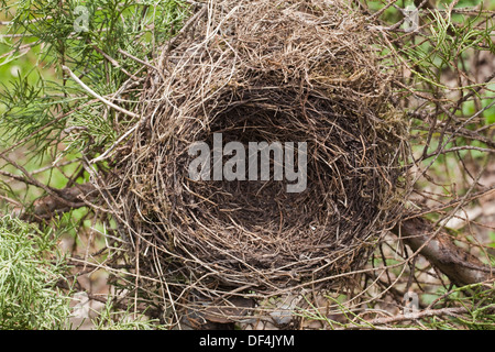 Amsel (Turdus Merula). Redundante, vorherigen Saison Nest im Garten Cupressus SP. Baum. Vogelperspektive auf der Suche. Stockfoto