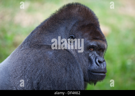 Flachlandgorilla (Gorilla Gorilla Gorilla). Durrell Wildlife Trust, Jersey, Kanalinseln, Großbritannien. Augen richtig. Stockfoto