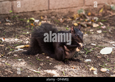 Schwanger fehlende weibliche Eichhörnchen Essen Erdnuss in Berczy Park in der Innenstadt von Toronto. Stockfoto