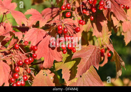 Gefüllte Schneeball (Viburnum opulus) Stockfoto