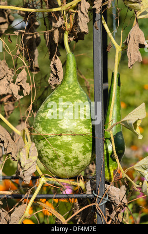 Calabash Kalebasse (Lagenaria siceraria) Stockfoto