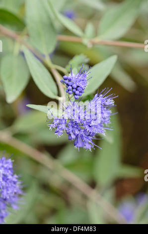 Blauen Bart (caryopteris x clandonensis 'Heavenly Blue') Stockfoto