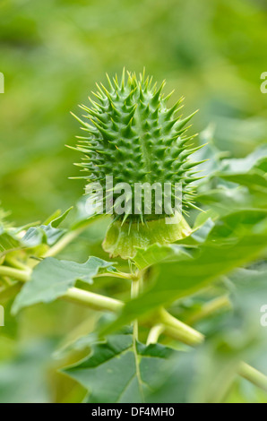 Jimson weed (Datura stramonium) Stockfoto