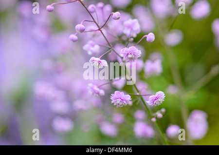 Chinesische Wiese rue (dunkelrot ' thalictrum Hewitts double") Stockfoto