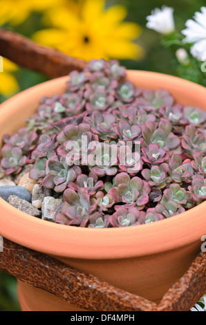 Fetthenne (sedum) in einem Blumentopf Stockfoto