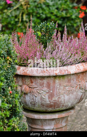 Gemeinsame Heidekraut (Calluna vulgaris) in eine Blume, Whirlpool Stockfoto