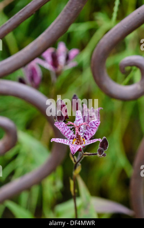 Japanische toad Lily (tricyrtis hirta) Stockfoto