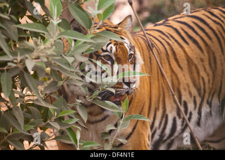 Royal Bengal Tiger (Panthera Tigris Tigris). Stockfoto