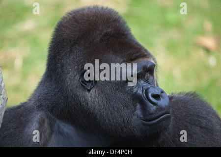 Flachlandgorilla (Gorilla Gorilla Gorilla). Männlich. Durrell Wildlife Conservation Park, Jersey, Kanalinseln, Großbritannien. Stockfoto
