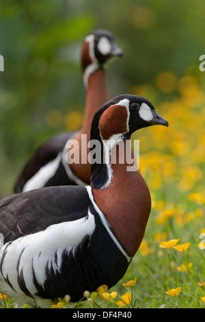 Red-breasted Gänse (Branta Ruficollis). Stockfoto