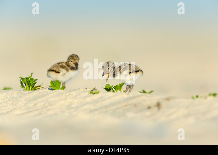 Paar Wochen alt American Austernfischer Küken Nickerson Beach, Long Island, New York, USA Stockfoto