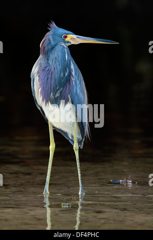 Erwachsenen dreifarbigen Heron stehend im Wasser fotografiert auf schwarzem Hintergrund - Ding Darling NWR Sanibel Florida Stockfoto