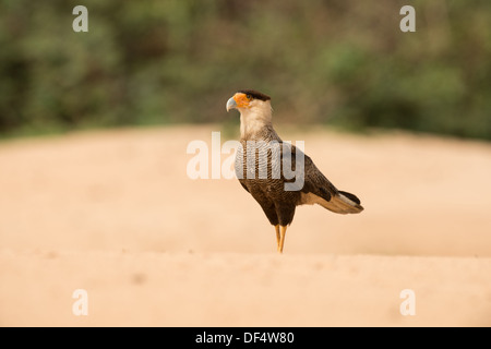 Stock Foto von einem crested Karakara am Strand eines Flusses im Pantanal, Brasilien Stockfoto