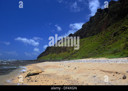 Vom Aussterben bedrohte hawaiianische Mönchsrobbe Mutter und Welpe (Monachus Schauinslandi) auf remote Milolii Strand, Na Pali, Kauai, Hawaii Stockfoto