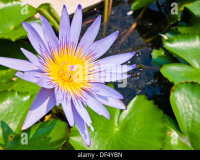 tierische aquatische Asien asiatische Herkunft schön Schönheit Biene Blüte blühende Blüte botanische Botanik Closeup bunte Farben Zen Stockfoto