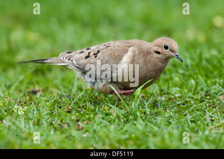 Mourning Dove Nahrungssuche in Grasgrün Stockfoto