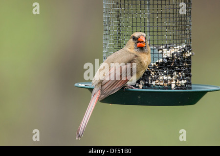 Weiblichen nördlichen Kardinal auf Saatgut feeder Stockfoto