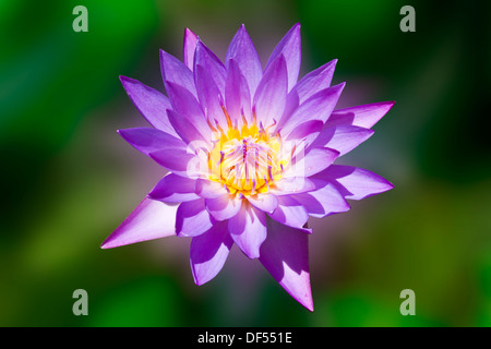 tierische aquatische Asien asiatische Herkunft schön Schönheit Biene Blüte blühende Blüte botanische Botanik Closeup bunte Farben Zen Stockfoto