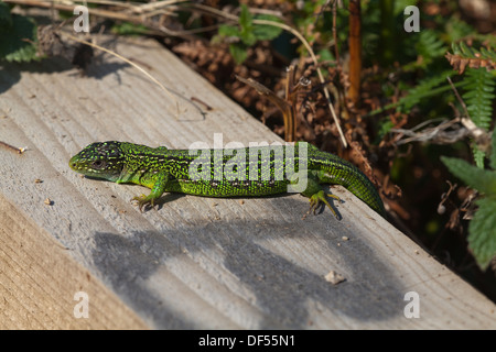 Western grüne Eidechse (Lacerta Bilineata). Männliche entstehen am frühen Morgen, auf eine neue Holz-Einfassung zu einer öffentlichen Wanderweg Aufwärmen. Stockfoto