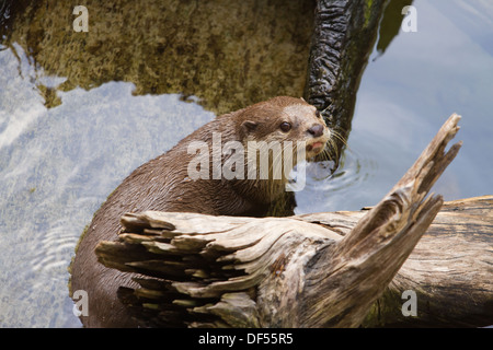 Orientalische Short-Clawed Otter (Amblonyx Cinereus) schwimmen Stockfoto