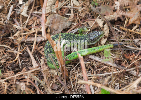 Western grüne Eidechse (Lacerta Bilineata). Jersey, Kanalinseln. Beachten Sie die Regeneration der Schwanzspitze, dunkel. August. Stockfoto