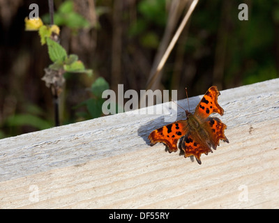 Ein Komma Schmetterling, lateinisch Polygonia c-Album ruht auf einem Zaunpfahl im Spätsommer Stockfoto