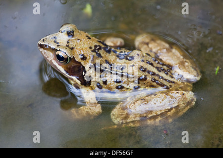 Europäischen gemeinsamen oder Grasfrosch (Rana Temporaria). Stockfoto