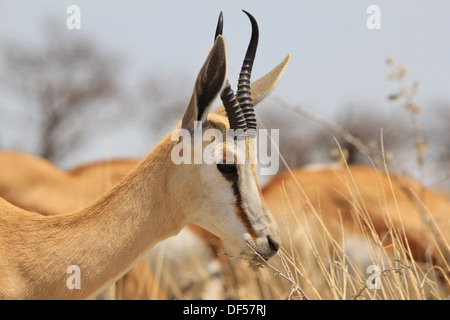 Springbok - Wildlife-Hintergrund und Wunder von wild und frei in Afrika. Stockfoto