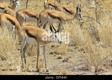 Springbok - Wildlife-Hintergrund und Wunder von wild und frei in Afrika. Stockfoto