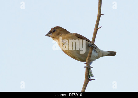 Scaly-breasted Munia oder Spotted Munia (Lonchura Punctulata), auch bekannt als Muskatnuss Männchen oder Spice Finch Stockfoto