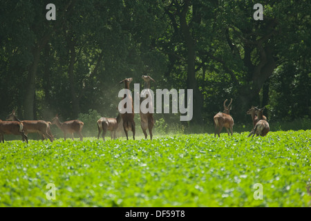 Rothirsch (Cervus Elaphus). Zwei Hirschkühe im Streit, Wald hochkant unter Herde Fütterung aus einer Ackerfläche wachsen Zuckerrüben. Stockfoto