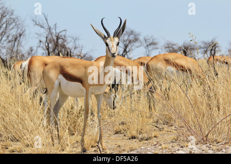 Springbok - Wildlife-Hintergrund und Wunder von wild und frei in Afrika. Stockfoto