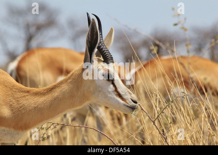 Springbok - Wildlife-Hintergrund und Wunder von wild und frei in Afrika. Stockfoto