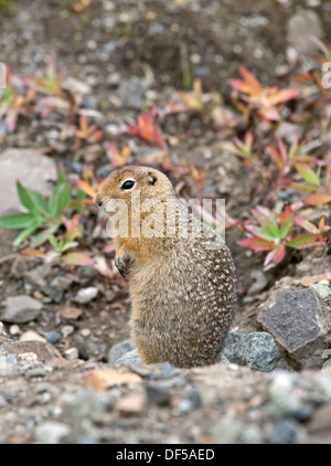 Arktischer Ziesel (Spermophilus Parryii). Denali-Nationalpark. Alaska. USA Stockfoto