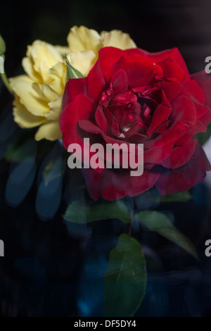 Gelbe und rote Rosen in einen schönen Blumenstrauß am Fenster. Stockfoto